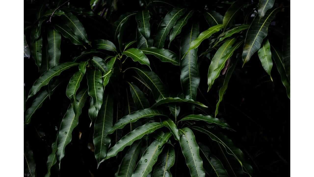 ‘आंब्याची पाने’ अनेक रोगांवर ठरते रामबाण उपाय