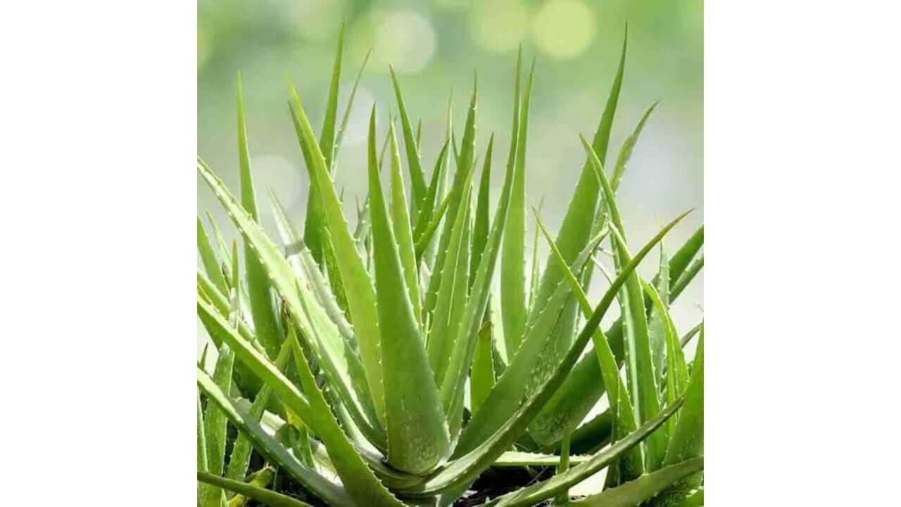 घरात ‘या’ दिशेला लावा कोरफड सर्व अडथळे दूर होतील, जाणून घ्या काय सांगते वास्तुशास्त्र