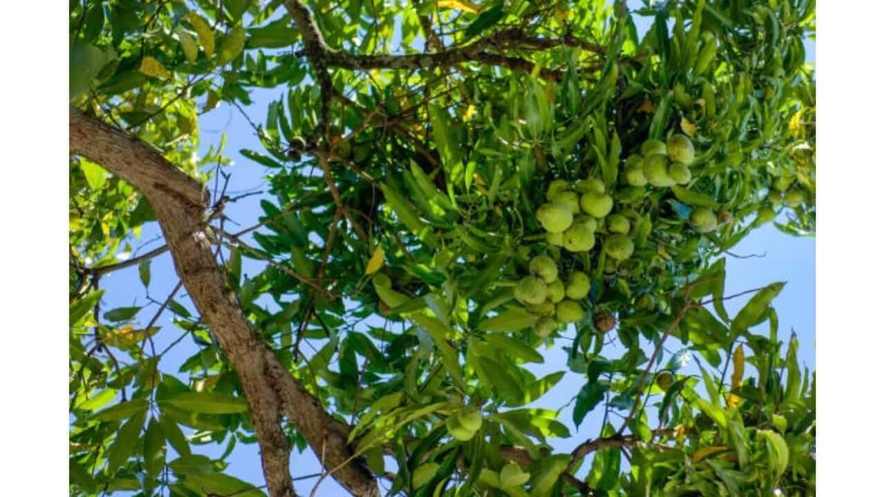 कोणत्याही शुभकार्यासाठी आंब्याच्या झाडाची पानंच का वापरली जातात? जाणून घ्या…