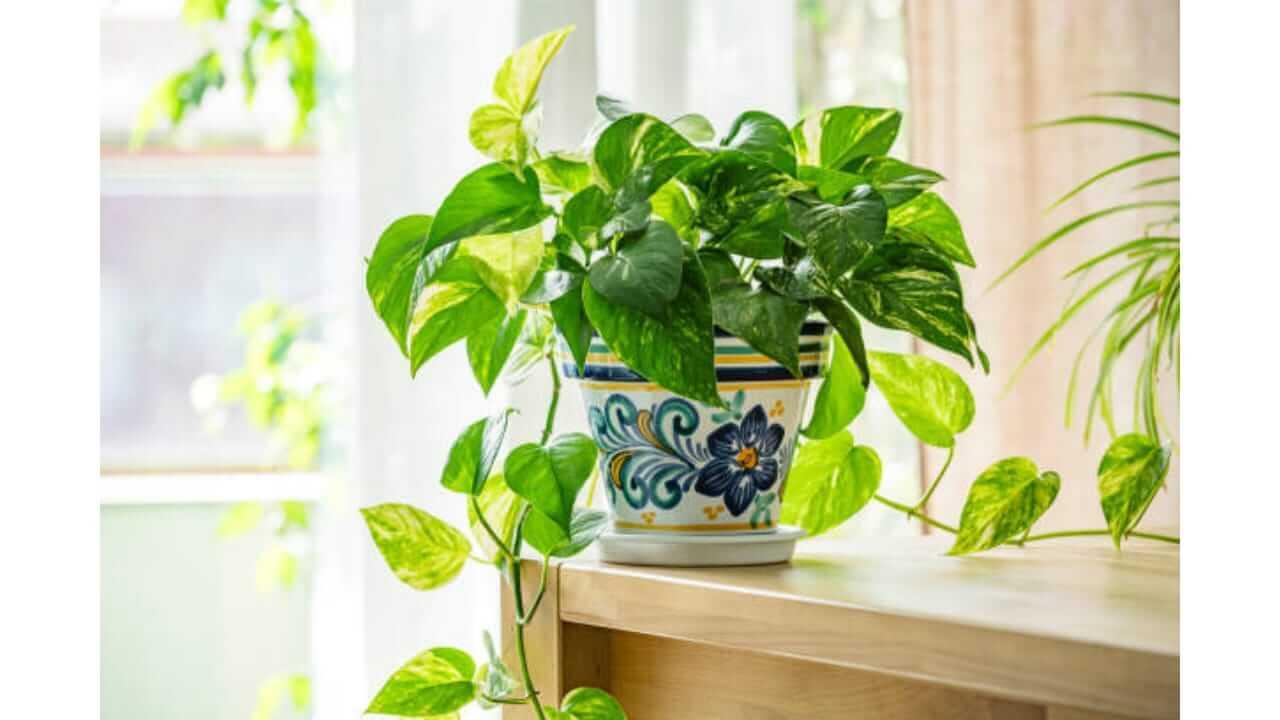 केवळ सजावटच नाही तर ‘ही’ रोपे तुमच्या करिअरमध्ये प्रगती आणि यश देखील आणतील,आत्ताच तुमच्या ऑफिसच्या डेस्कवर ठेवा.