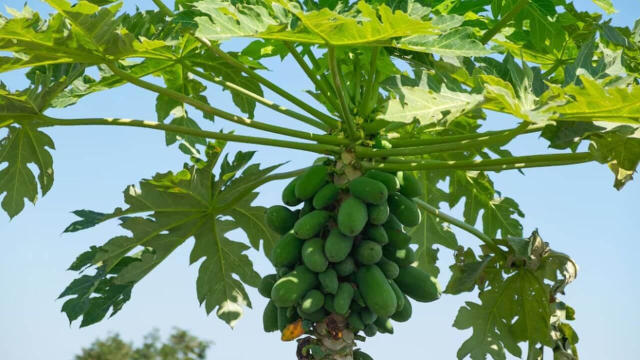 Health Tips: पपईच्या पानांचा रस आरोग्यासाठी आहे वरदान, आठवड्यातून किती वेळा प्यावे? जाणून घ्या