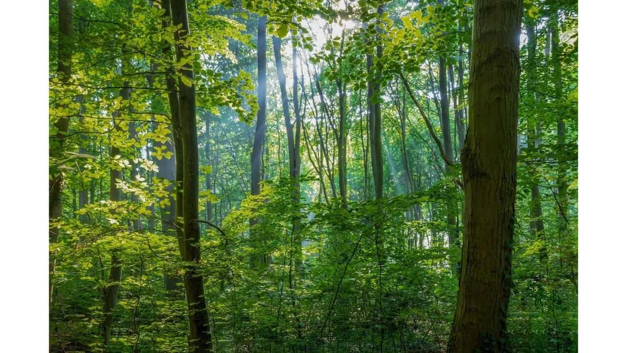 तुमच्या घराभोवती कोणती झाडं लावण मानली जातात अशुभ? ‘ही’ झाडं लावाल तर…