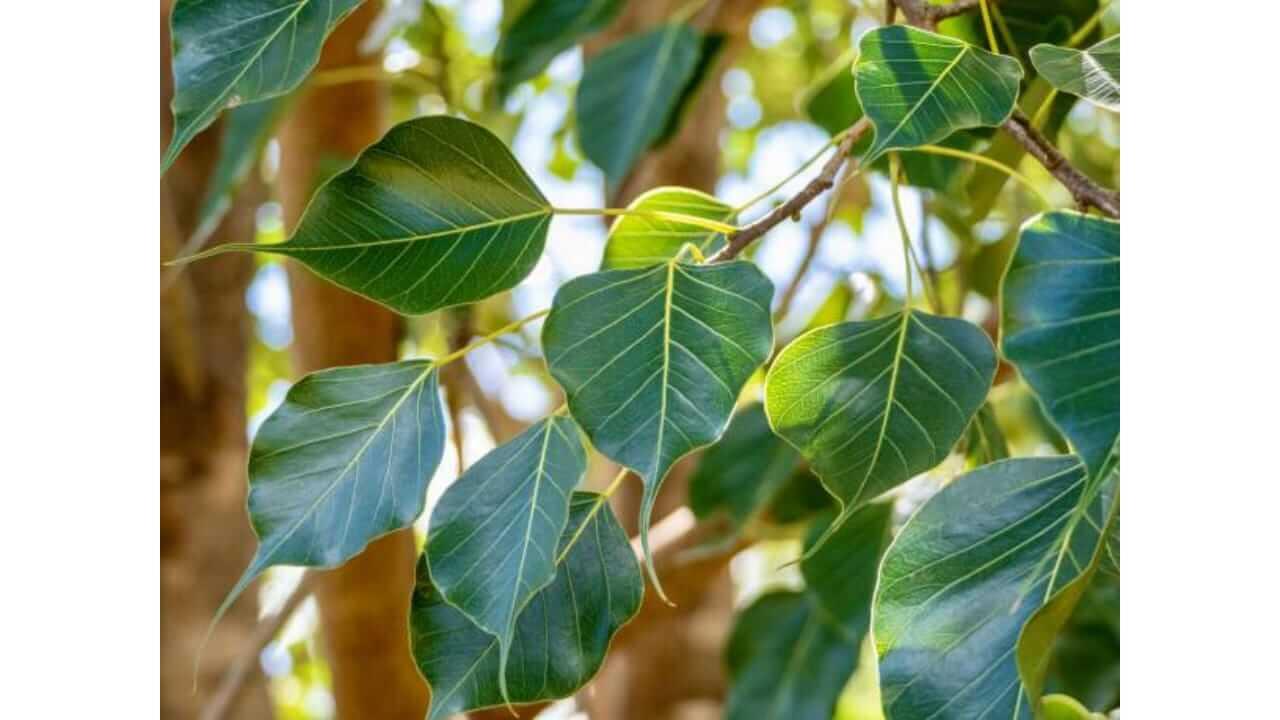 पिंपळाच्या पानांचा रस आरोग्यासाठी खुप फायदेशीर आहे. पाहा काय आहेत गुणधर्म