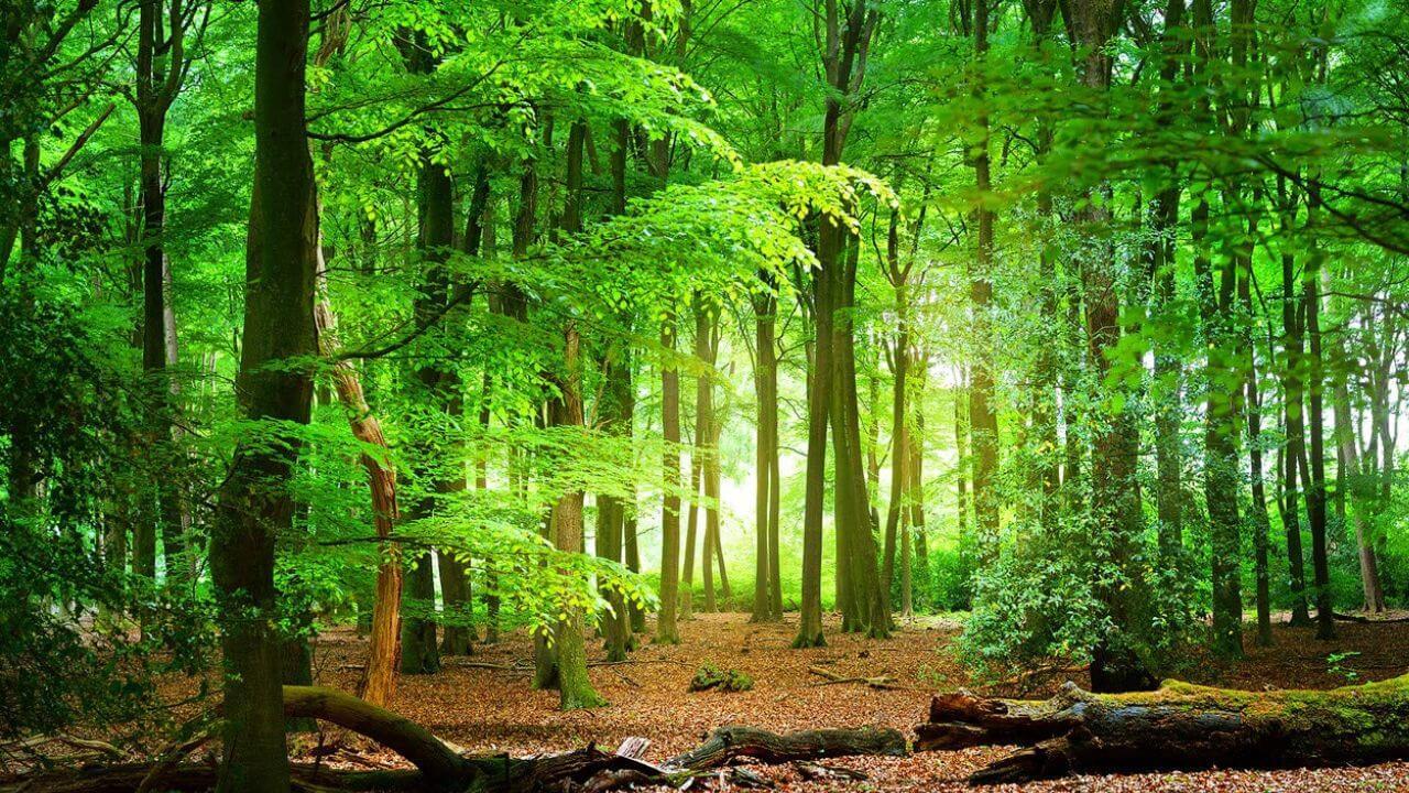 आयपीएलमुळे यंदा हरितक्रांती घडणार, लाखो झाडं लावली जाणार?