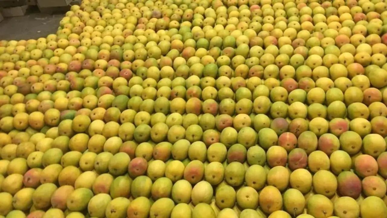 नवी मुंबईत सोमवारी 1 लाख 13 हजार पेट्यामधून 253 टन आंब्याची आवक, दर नियंत्रण देण्याची शक्यता…