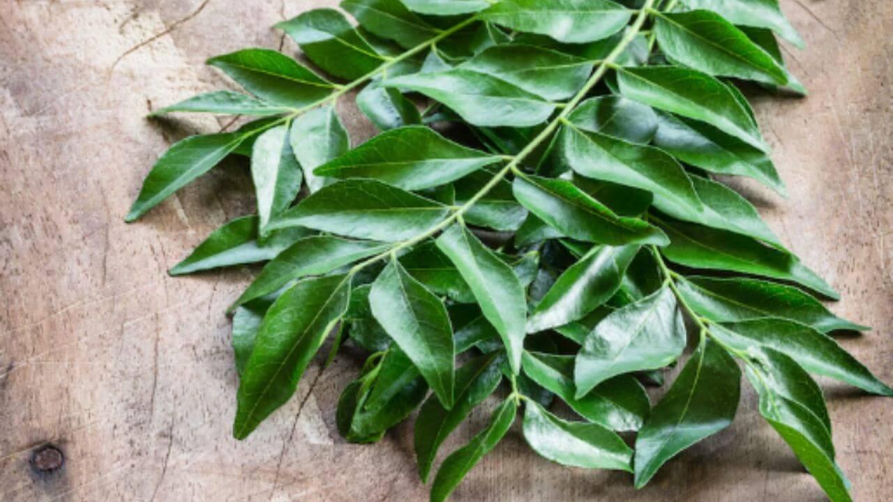 सकाळी उपाशी पोटी चावून खा कढीपत्याची पाने, आरोग्याला मिळतील एकापेक्षा एक फायदे
