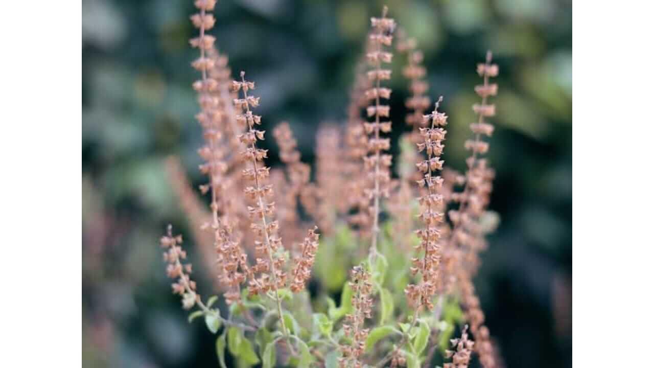 तुळशीच्या मंजिऱ्या आरोग्यासाठी फायदेशीर, जाणून घ्या त्याचे फायदे आणि वापरण्याची पद्धत