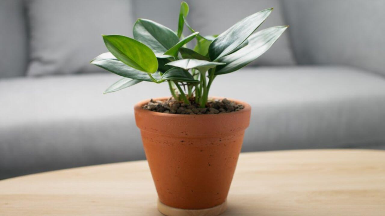 घरातील मनी प्लांट सतत कोमेजून जातं? ‘या’ सोप्या ट्रीक्सने हिरवेगार होईल रोप