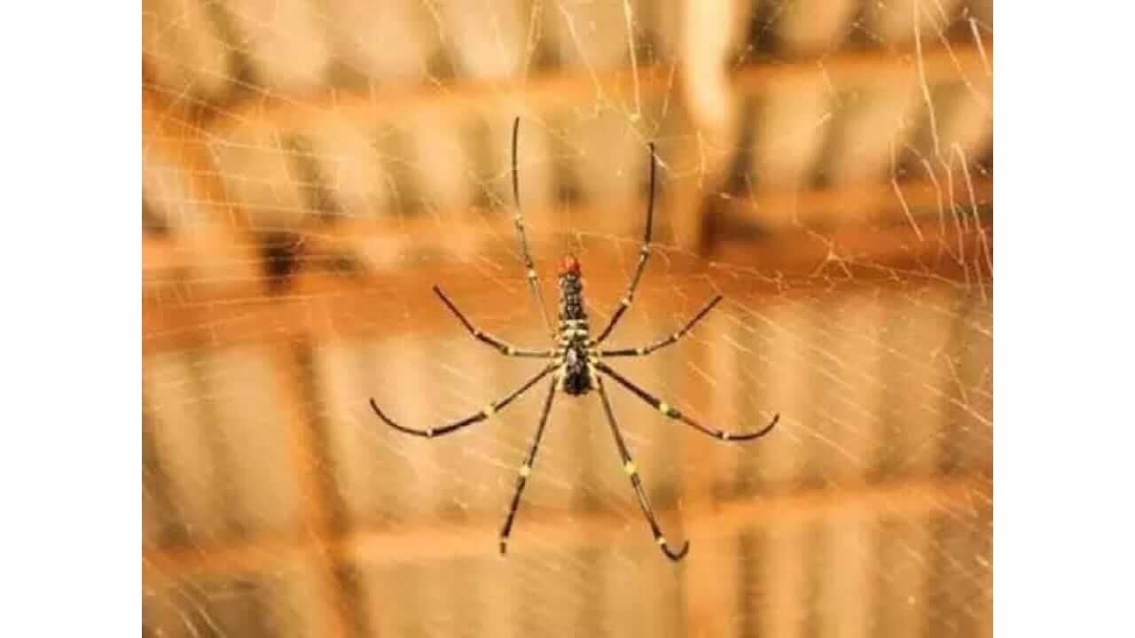 अंगावर कोळी चढण्याचे काय आहेत संकेत, जाणून घ्या…