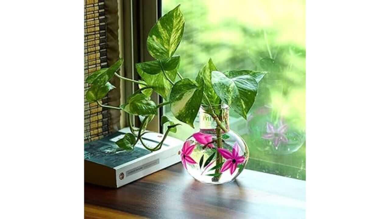 काचेच्या बाटलीत मनी प्लांट लावणे शुभ आहे की अशुभ? जाणून घ्या
