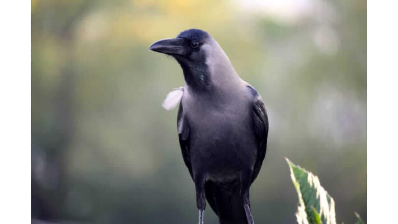 कावळा देतो शुभ अशुभ घटनांचे संकेत, जाणून घ्या