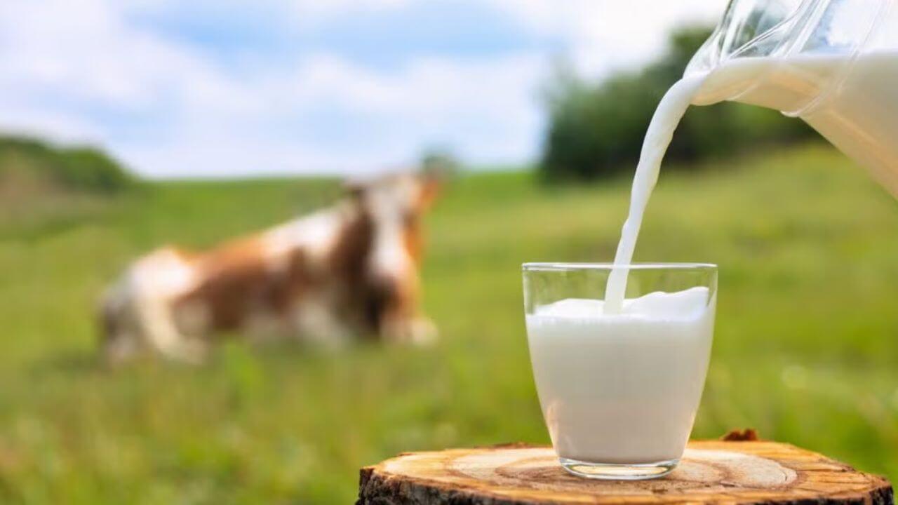 कोणते दूध व्हेज आहे आणि कोणते नॉन-व्हेज… तुम्हाला कसे कळेल? भारत-अमेरिका व्यापार करार होण्यापूर्वी उत्तर जाणून घ्या