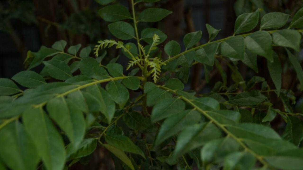 कढीपत्याच्या झाडाची वाढ खुंटलीय? ‘हे’ उपाय करून वेगाने वाढेल झाड