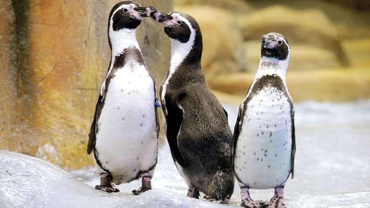 राणीच्या बागेतील तीन पेग्विंनच्या पिल्लांना दिलेल्या नावावरुन राजकीय गोंधळ, काय आहे प्रकरण?