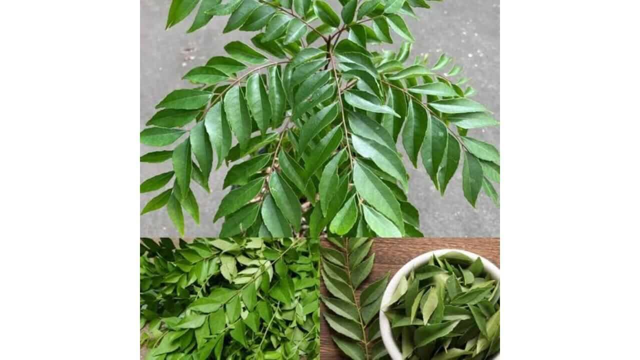 कढीपत्त्याचे झाड सुकत चालले आहे का? ‘हे’ उपाय करून पाहा