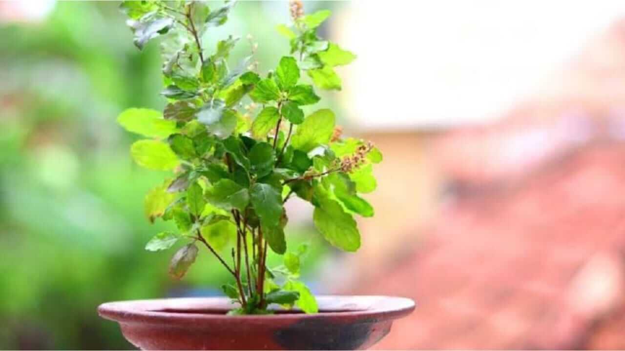 घरात किती तुळशीची रोप लावणे शुभ आहे? जाणून घ्या