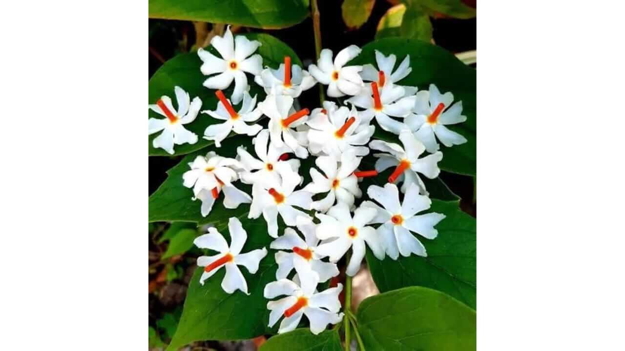 पारिजात फुले नोकरीत यश आणतील, गरिबी दूर होईल…