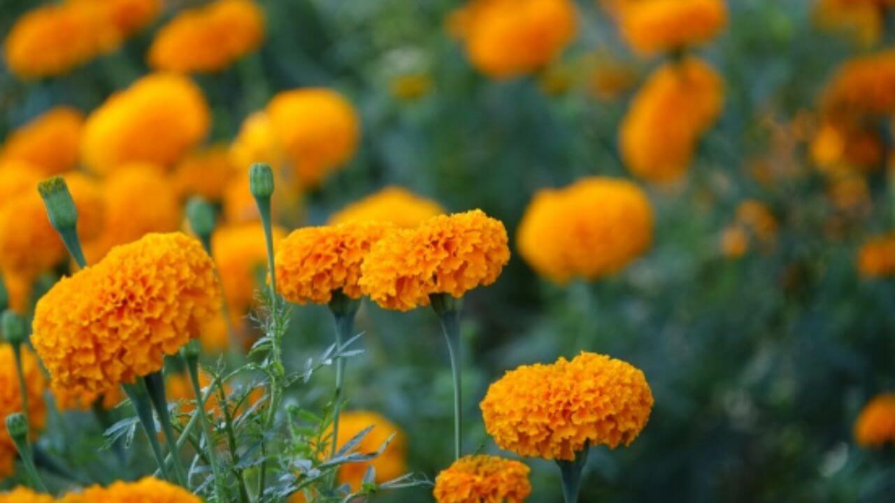 आरोग्यासाठी अत्यंत गुणकारी आहेत झेंडूची पाने, कानदुखीपासून दूर होतात अनेक आजार