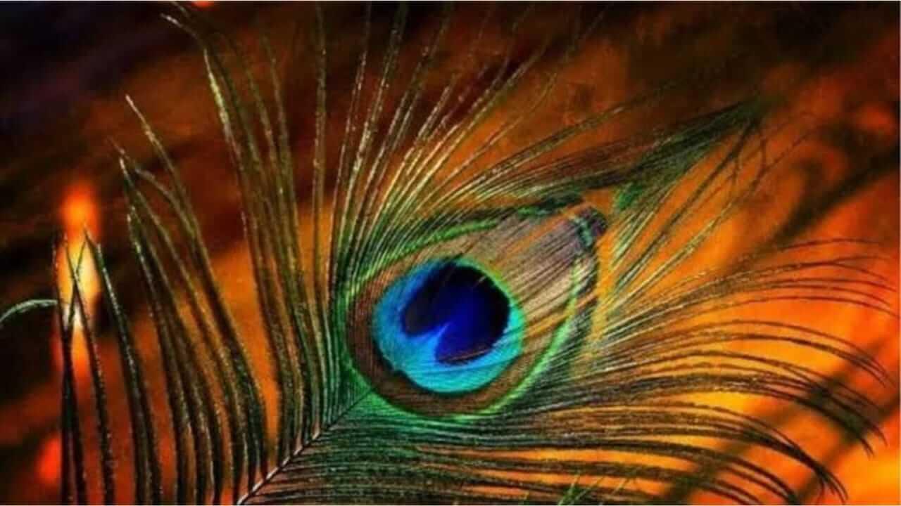 घराच्या कोणत्या दिशेला मोराचे पंख ठेवावेत? जाणून घ्या योग्य दिशा