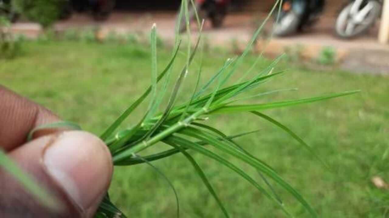 आर्थिक लाभासाठी, घरातील ‘या’ ठिकाणी लावा दुर्वा, भगवान गणेश प्रसन्न होतील