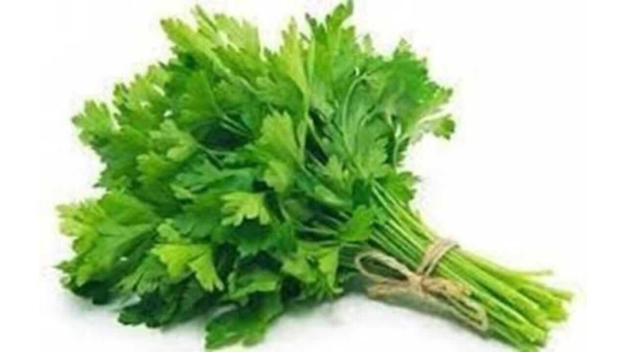 हिरव्यागार कोथिंबीरीचे आरोग्यदायी फायदे, जाणून घ्या..