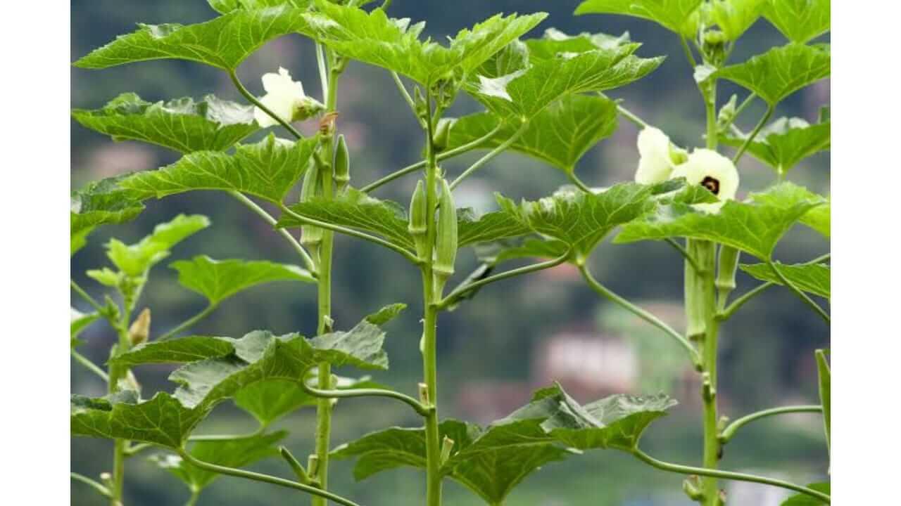 भेंडी वाढत नाहीये का? या नैसर्गिक गोष्टी मातीत मिसळा, पीक दुप्पट होईल