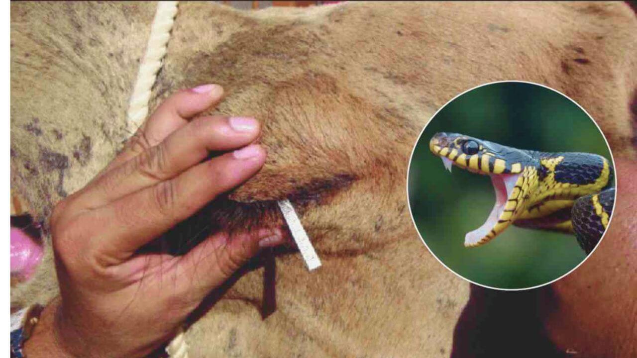 जगातील सर्वात किमती अश्रू उंटाचा, सापाच्या जहरी विषावर उंटाच्या अश्रूंचा इलाज, संशोधनानं नवी क्रांती