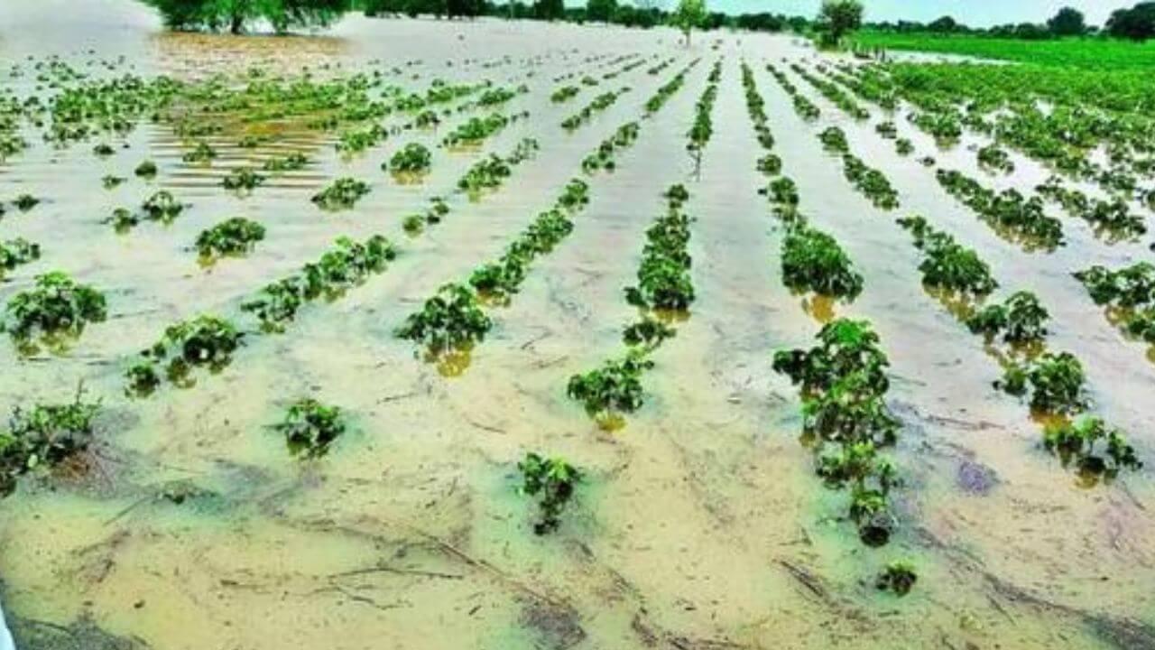 विदर्भ-मराठवाड्यात बहुतांश भागात दमदार पाऊस; शेतांमध्ये पाणी, अनेक गावांचा संपर्क तुटला!