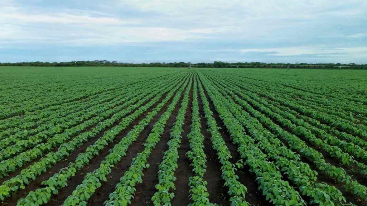 समाधानकारक पावसामुळे मराठवाड्यात खरिप हंगामाला वेग; सोयाबीनच्या क्षेत्रात मोठी वाढ!