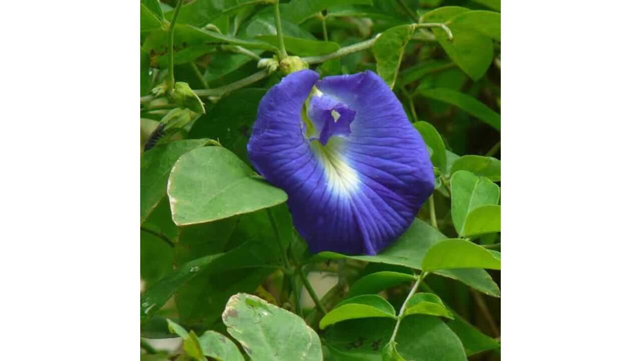 घराच्या ‘या’ दिशेला लावा गोकर्णाचं रोप, घरात सुख-समृद्धी नांदेल