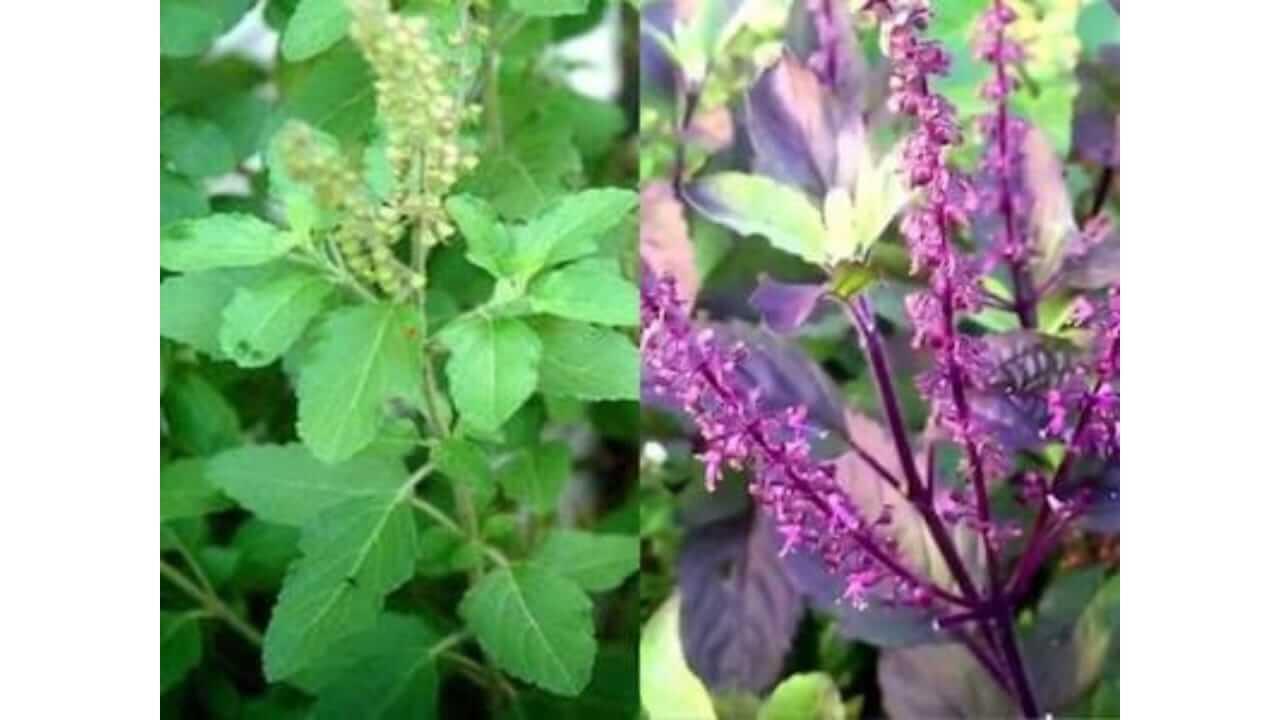 राम आणि कृष्ण तुळशी मध्ये काय आहे फरक? वाचा सविस्तर