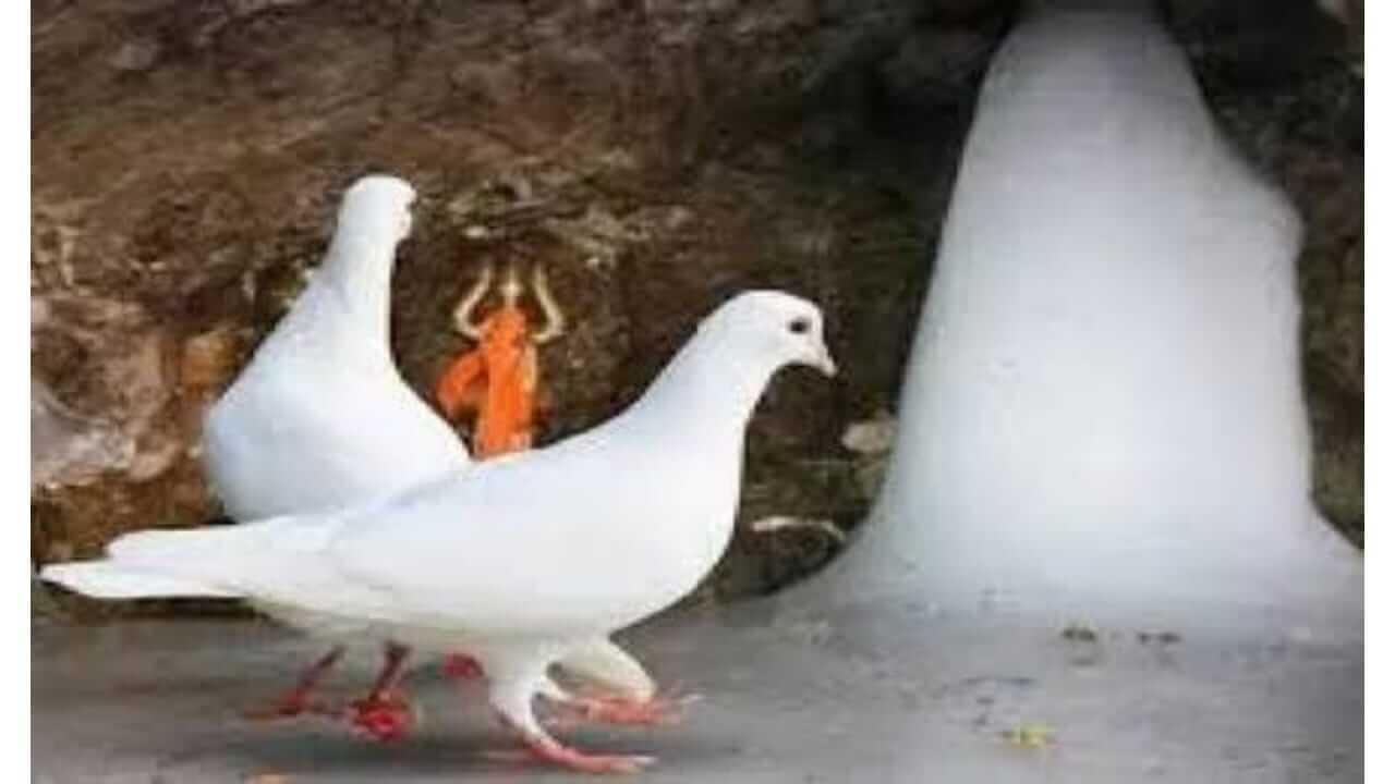 अमरनाथच्या गुहेत आजही आहे अमर कबुतरांची जोडी? जाणून घ्या; पौराणिक कथा
