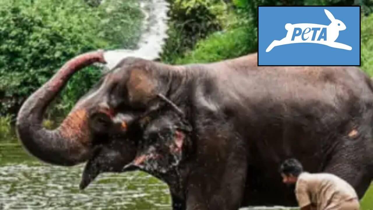 महादेवी हत्तीणीच्या घरवापसीला ‘पेटा’चा कडाडून विरोध; महादेवी हत्तीण कोल्हापुरात परतण्याबाबत संशय!