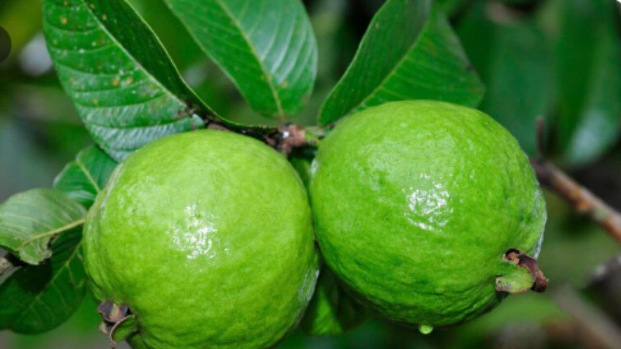 त्वचेच्या आणि केसांच्या समस्या दूर करते पेरूच्या पानांचा काढा, जाणून घ्या बनवण्याची योग्य पद्धत