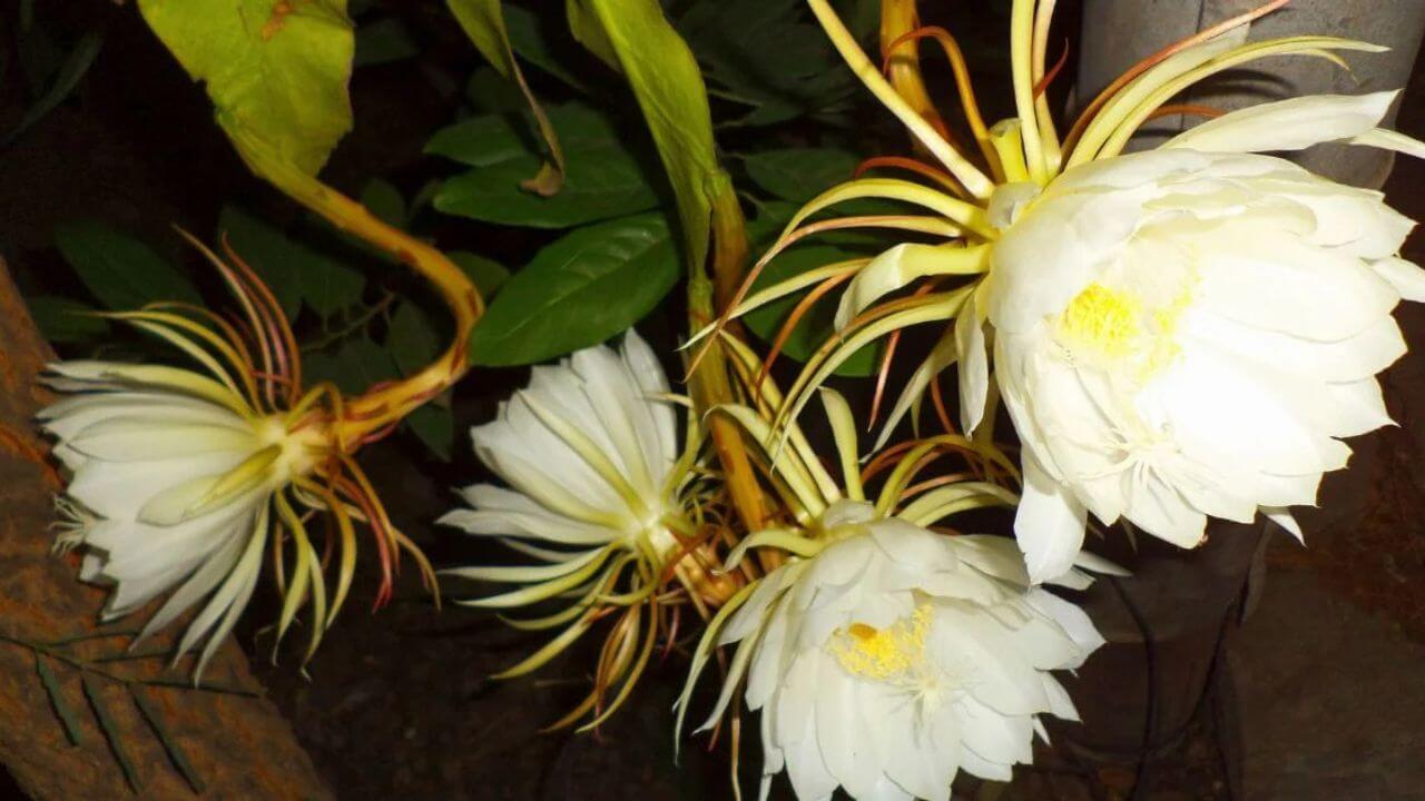 Vastu Tips : वर्षातून एकदाच उमलणाऱ्या या दिव्य फुलाने घरातील वास्तूदोष करा दूर, लक्ष्मीची कृपा राहील