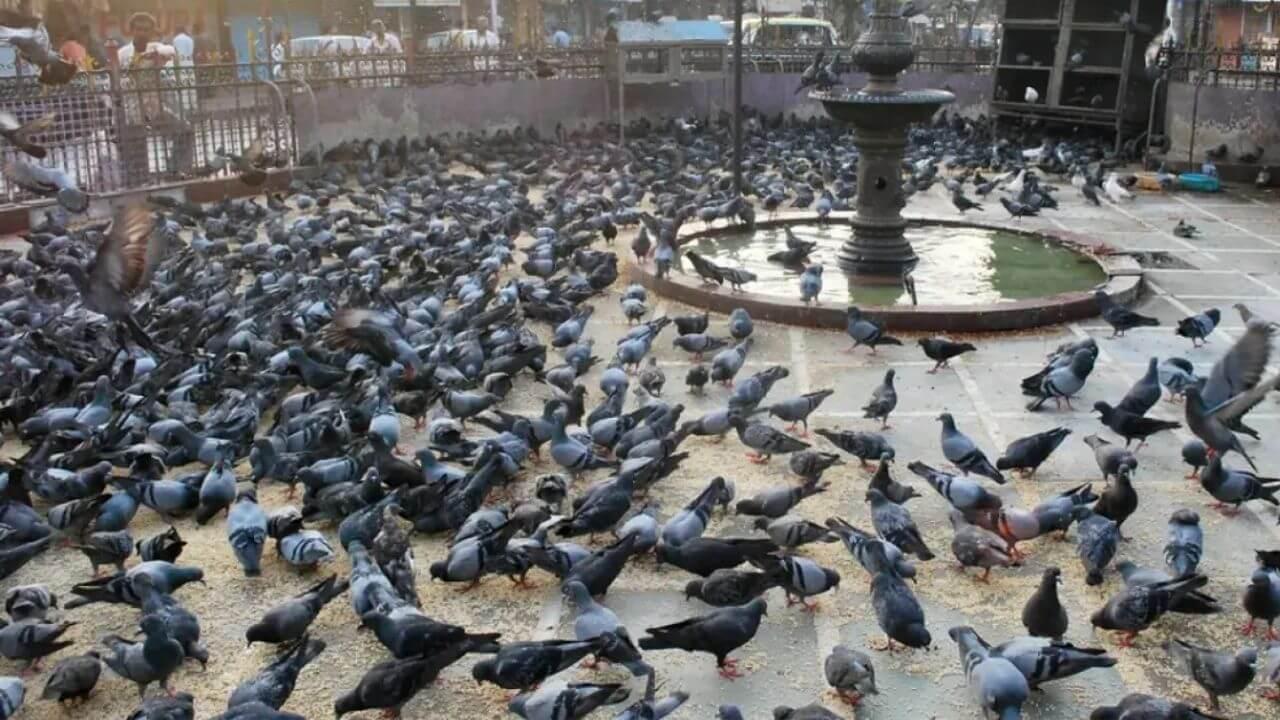 मुंबईतील कबुतरखाना प्रकरणात 13 सदस्यांची समिती गठित; कबुतरांचा मानवी आरोग्यावरील परिणाम तपासणार!