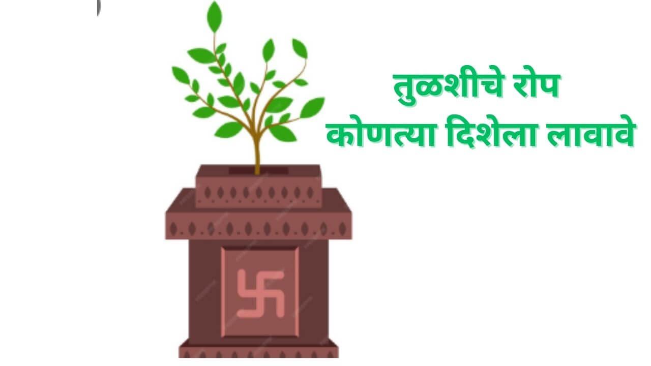 घरी तुळशीचे रोप कोणत्या दिशेला लावावे? जाणून घ्या वास्तू शास्त्राचे नियम