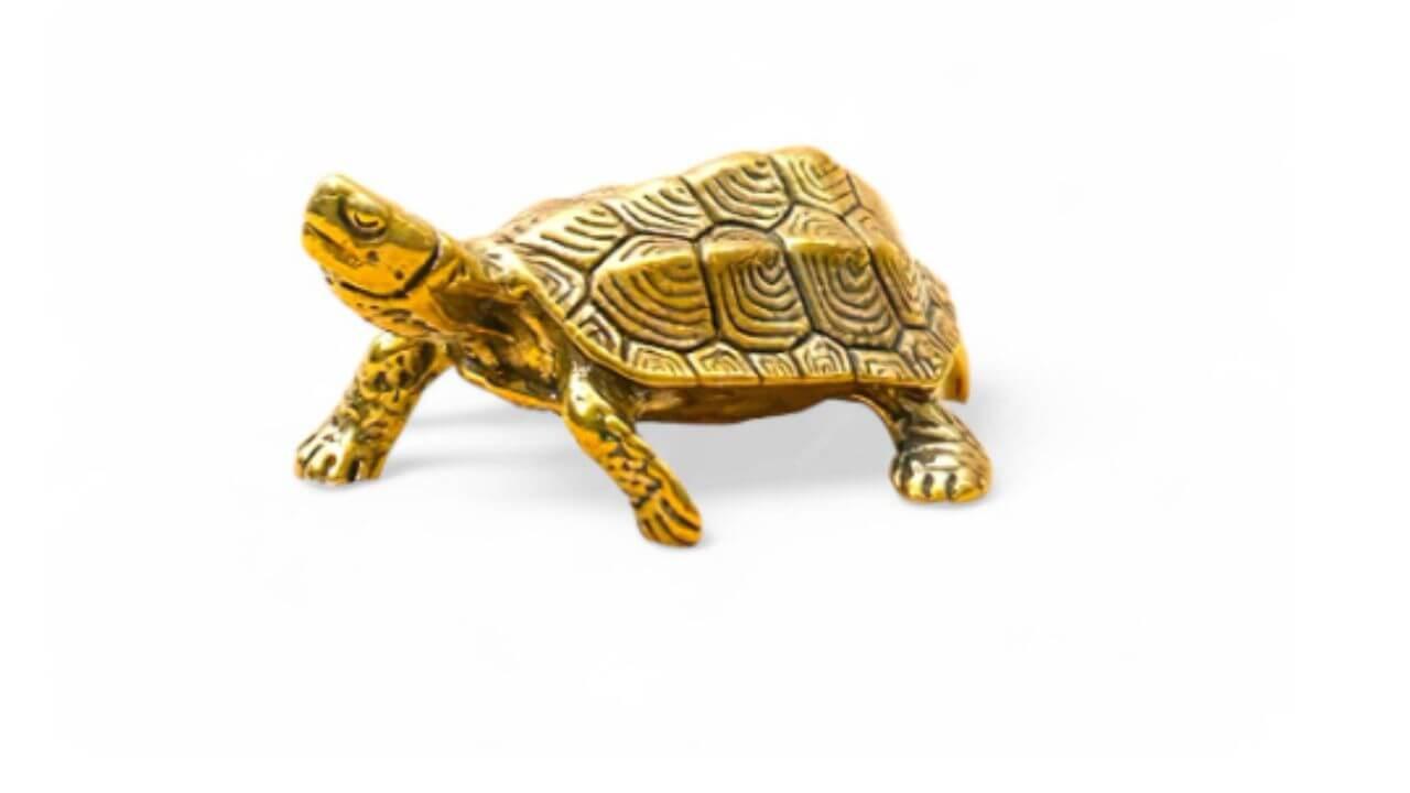 घरात कासवाची मूर्ती ठेवण्याची योग्य दिशा आणि स्थान कोणते? जाणून घ्या मिळणारे फायदे