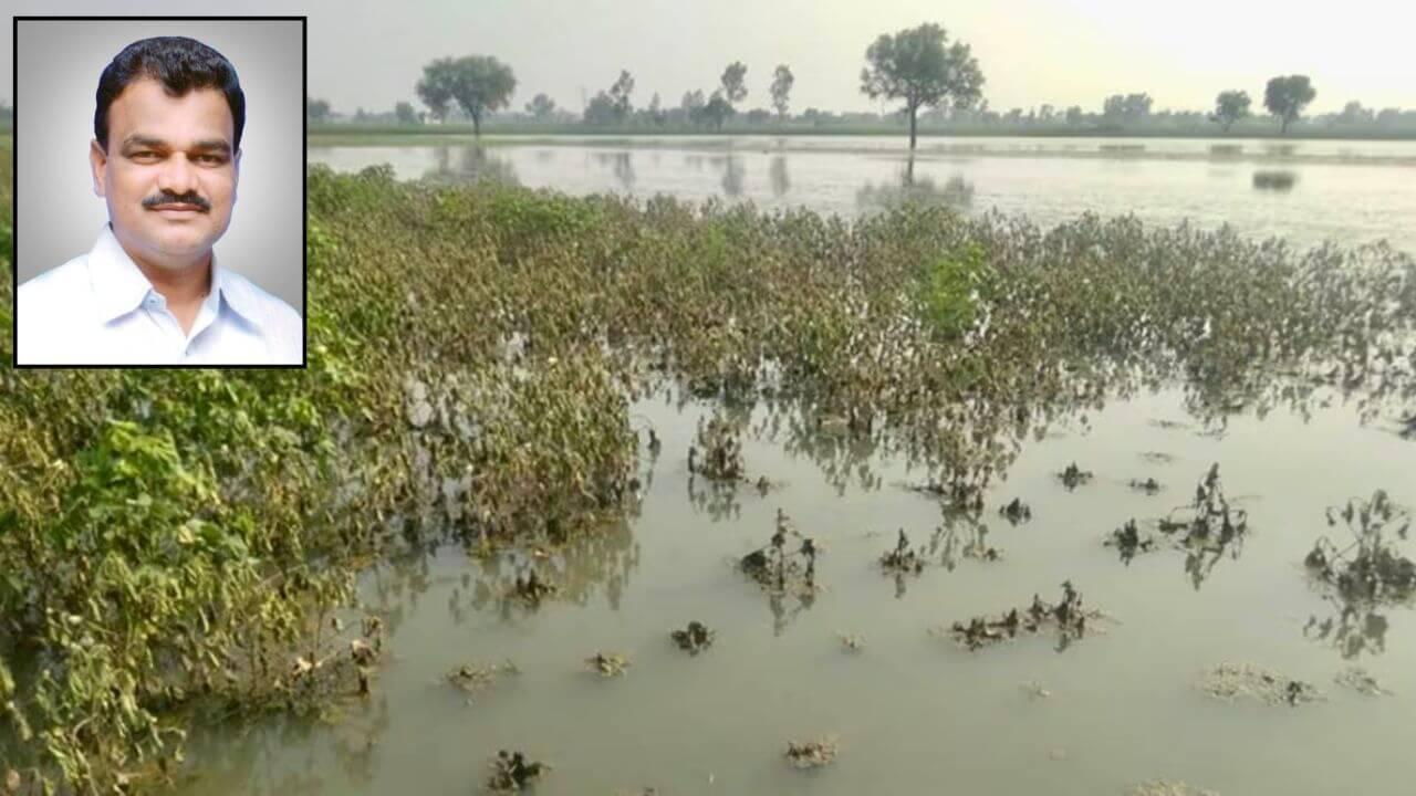 शेतकऱ्यांसाठी दिलासा देणारी बातमी; पावसाने उसंत घेतल्यावर नुकसान भरपाई मिळणार; कृषिमंत्र्यांची माहिती