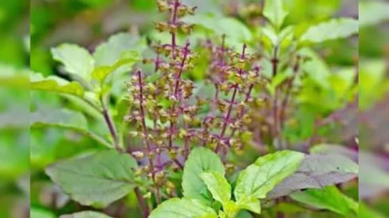 Vastu Tips :  तिजोरीमध्ये तुळशीच्या मंजिऱ्या ठेवल्यास काय होते? वाचा सविस्तर