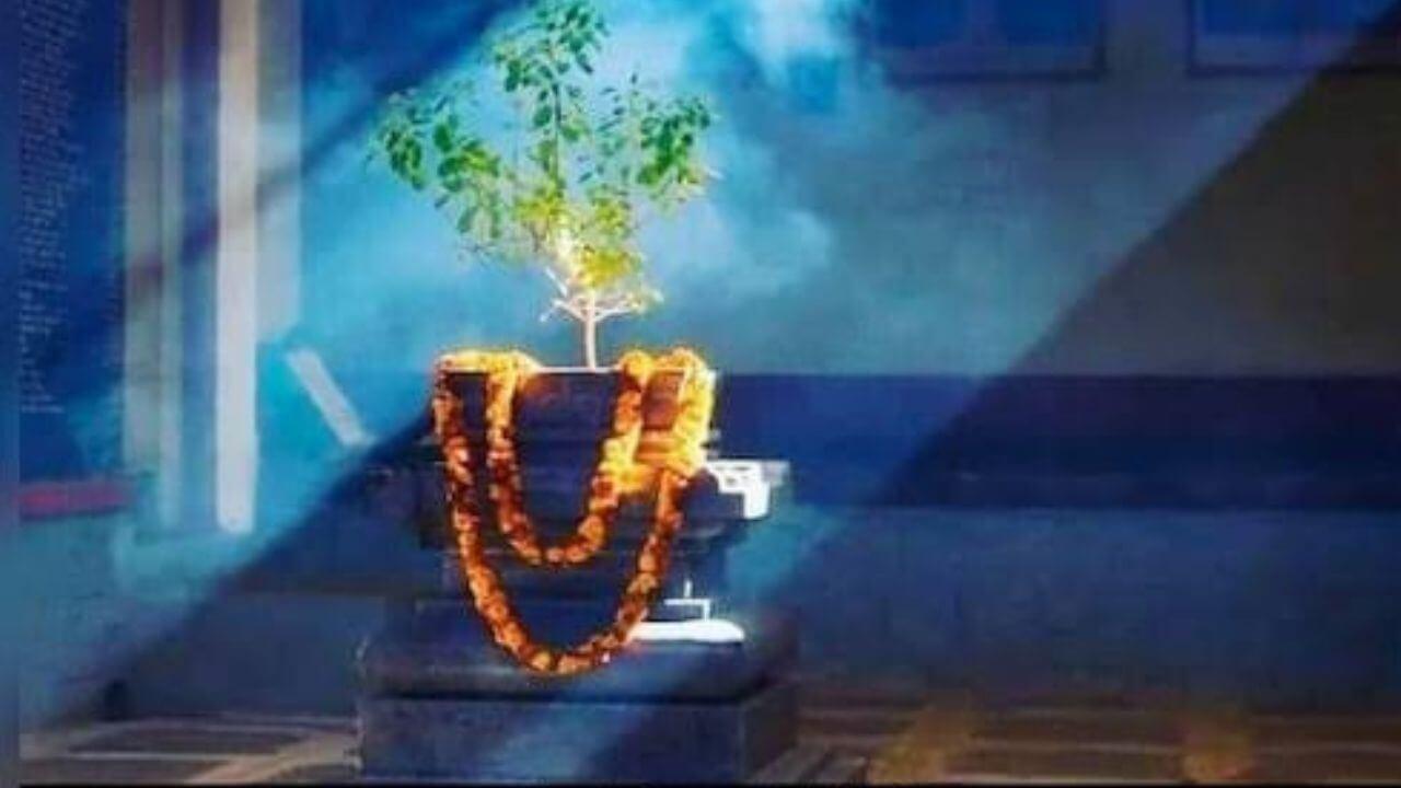 Tulsi Vivah 2025 : तुळशी विवाहात या वस्तूंचा समावेश करा; घरात येईल सुख समृद्धी