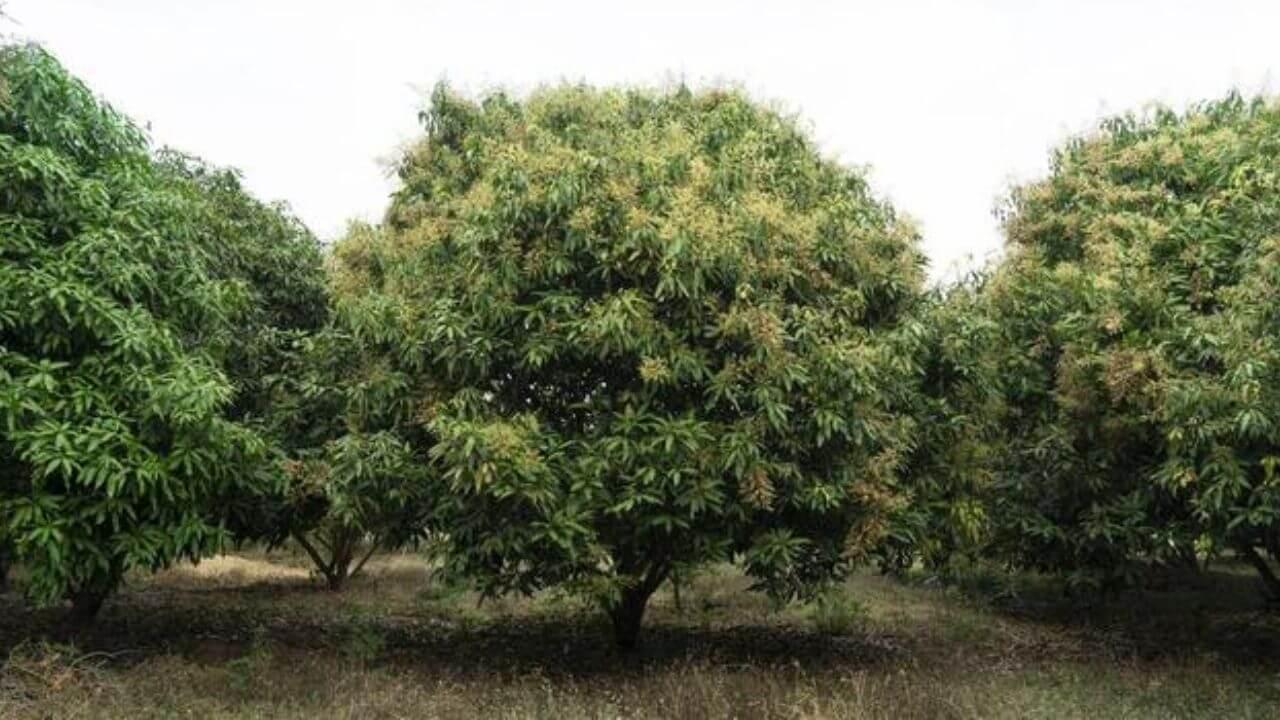 Mango Season: सततच्या पावसाचा आंब्याच्या उत्पादनावर परिणाम; आंबा बागायतदार आणि व्यापारी चिंतेत