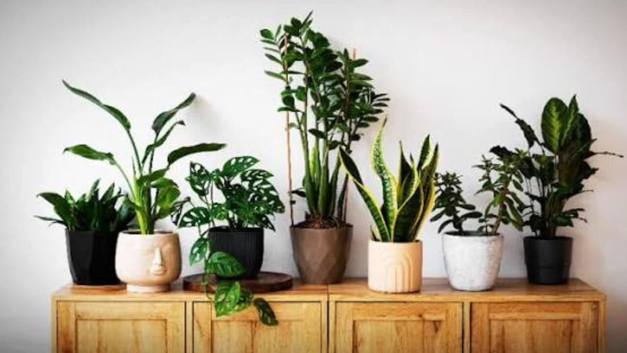 Vastu Tips : घराच्या या दिशेला चुकूनही झाडे लावू नका; अन्यथा मोठा वास्तुदोष निर्माण होईल