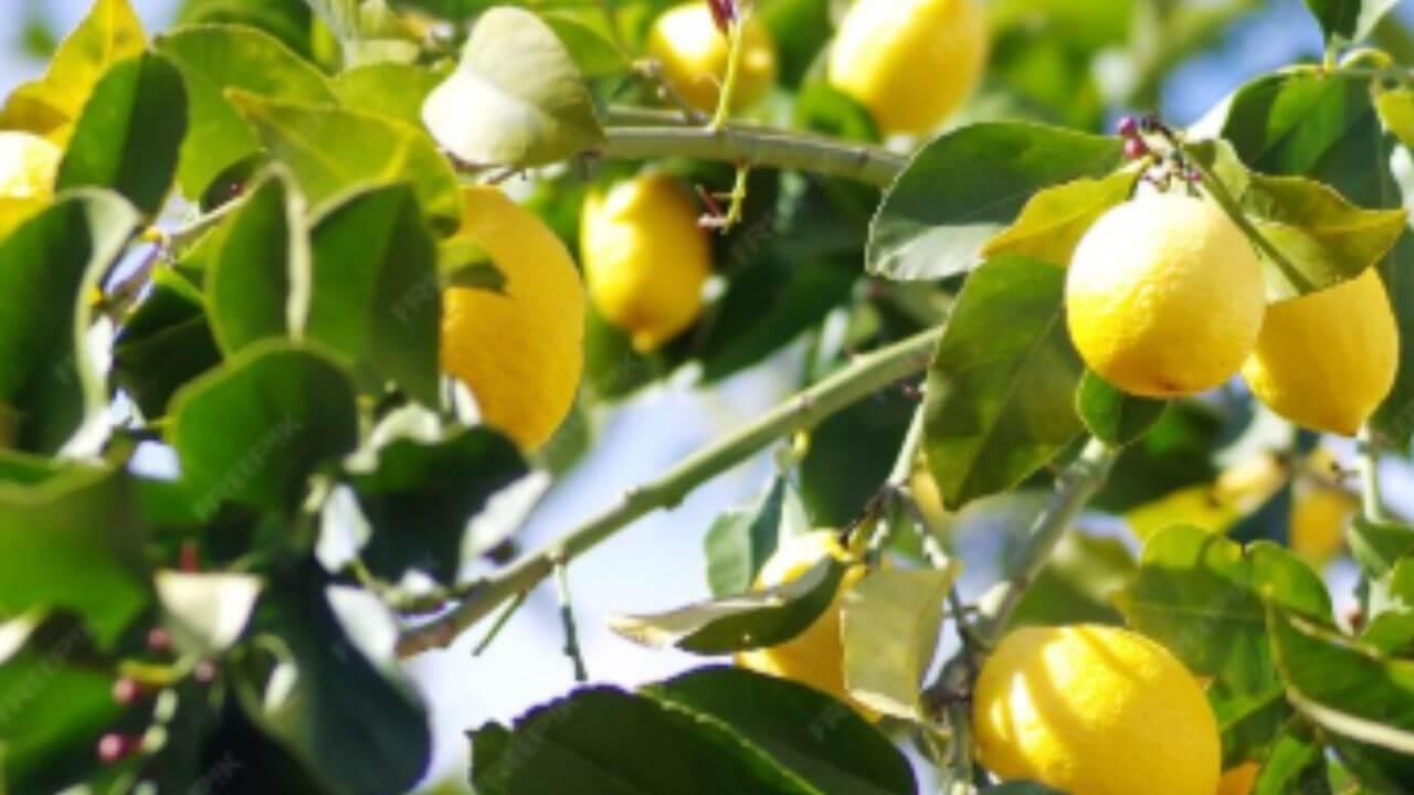 झाड वाढलं पण लिंबूच येत नाहीत? ‘अशी’ घ्या काळजी लिंबानी बहरेल झाड