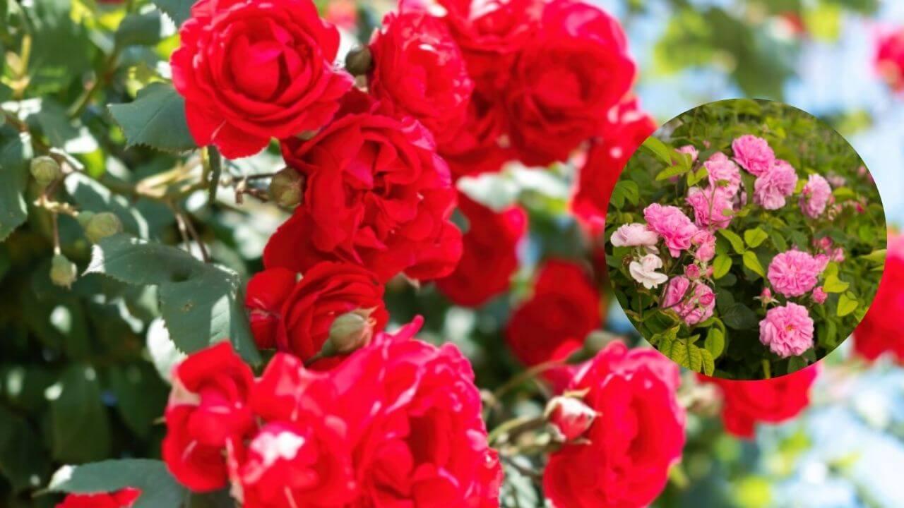 गुलाबाचे रोप वाढले पण फुलेच येत नाहीत? ‘हे’ उपाय केल्यास फुलांनी भरेल रोप