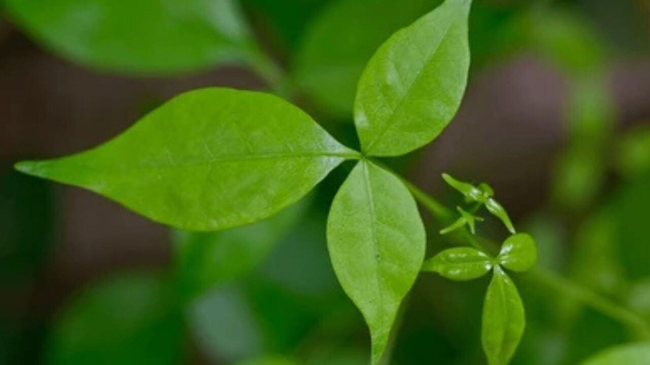 डायबिटीस नियंत्रित करते बेलपत्र, जाणून घ्या सेवन करण्याचे विविध फायदे