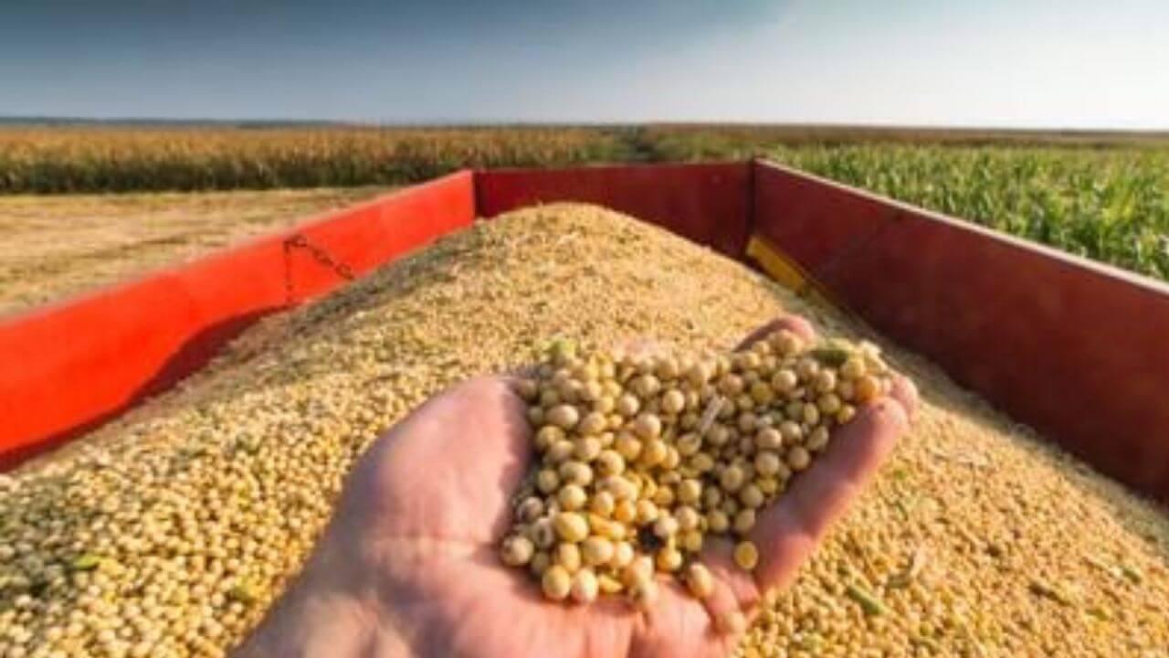 Soyabean Price Hike: नोव्हेंबरमध्ये सोयाबीन उत्पादकांना ‘अच्छे दिन’ येणार? दर 5 हजारांचा टप्पा पार करण्याचा अंदाज