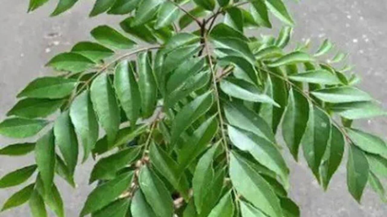 वजन आणि मधुमेह नियंत्रित करते कढीपत्ता, कसे सेवन करायचे जाणून घ्या