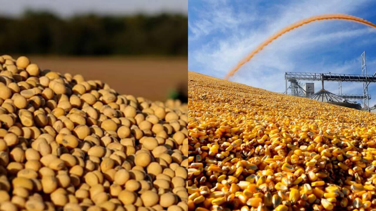 महाराष्ट्रातील सोयाबीन आणि मका उत्पादक शेतकरी अडचणीत; दरांमध्ये मोठी घसरण!