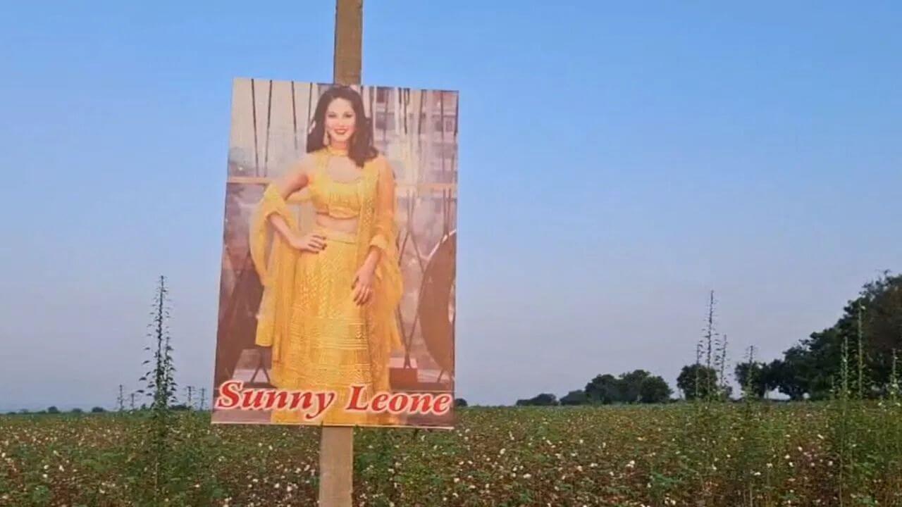 Sunny Leone Poster In Farm : काय सांगता!! शेतकऱ्याने शेतात उभारला सनी लियोनीचा बॅनर; कारण वाचून दंग व्हाल